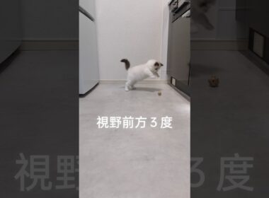 ほんとに猫ですか？シリーズ🐼 珍しくちょっと浮いてる！ #shorts #ラグドール #子猫 #猫のいる生活 #甘えん坊猫 #ぬいぐるみ猫