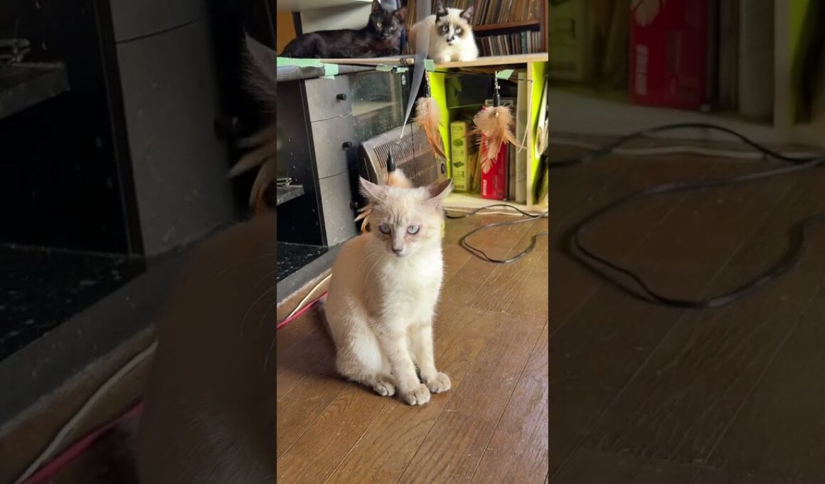 シャムの子ネコ雫ちゃん、ネコジャラシ、派手に遊んだｗ結構、おてんば