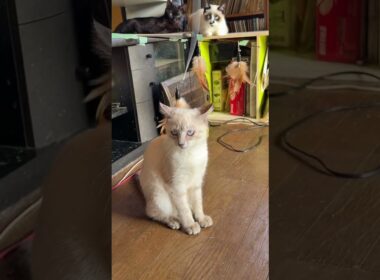 シャムの子ネコ雫ちゃん、ネコジャラシ、派手に遊んだｗ結構、おてんば