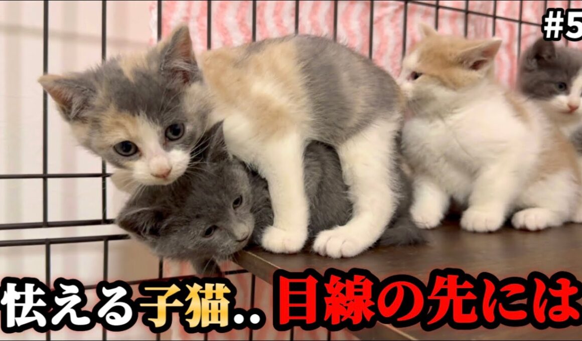 「逃げなきゃ！」怖くて兄妹にしがみついちゃった子猫が…