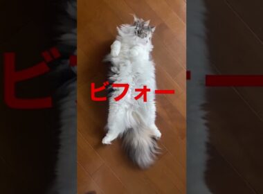 暑そうなのでサマーカットしてみたら驚きの姿になった＃ビフォーアフター#保護猫＃大変身 #ねこのいる生活＃猫#サイベリアン
