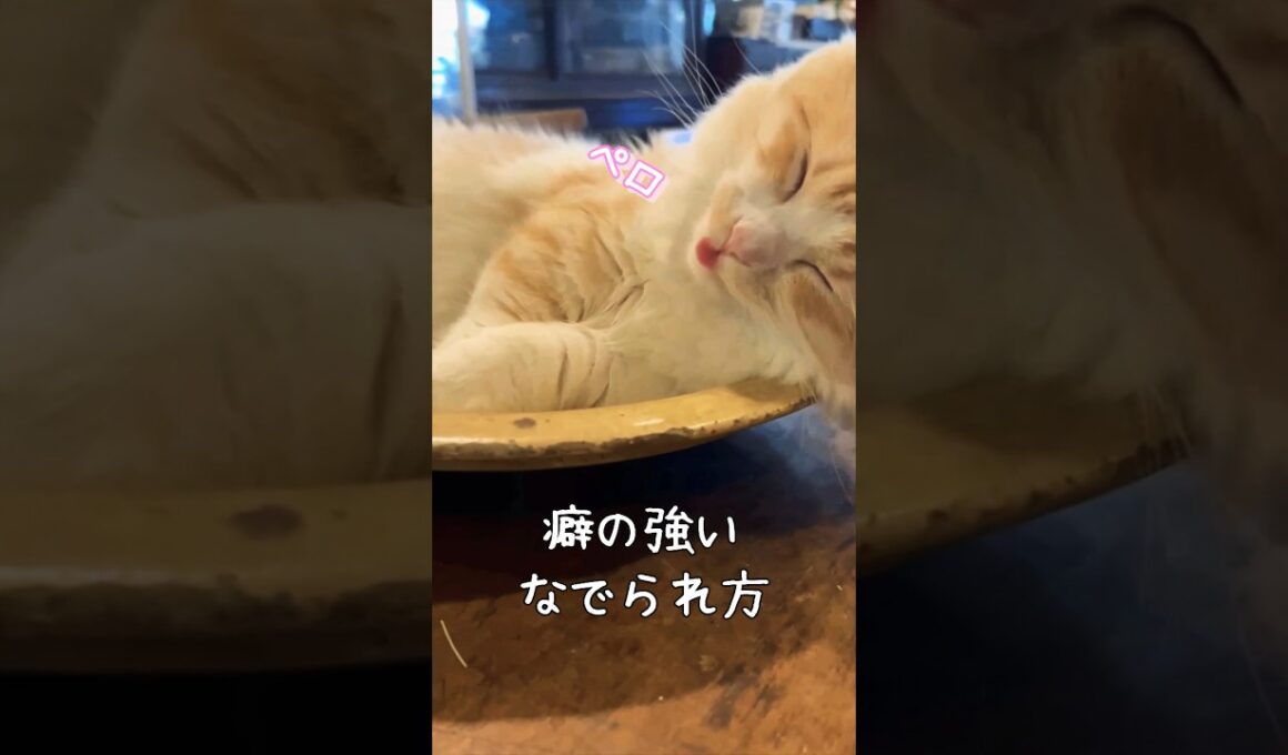 【キンカロー】うちのネコは撫でられ方のクセが強い【マンチカール】