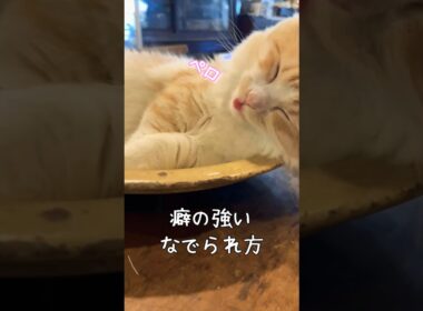 【キンカロー】うちのネコは撫でられ方のクセが強い【マンチカール】