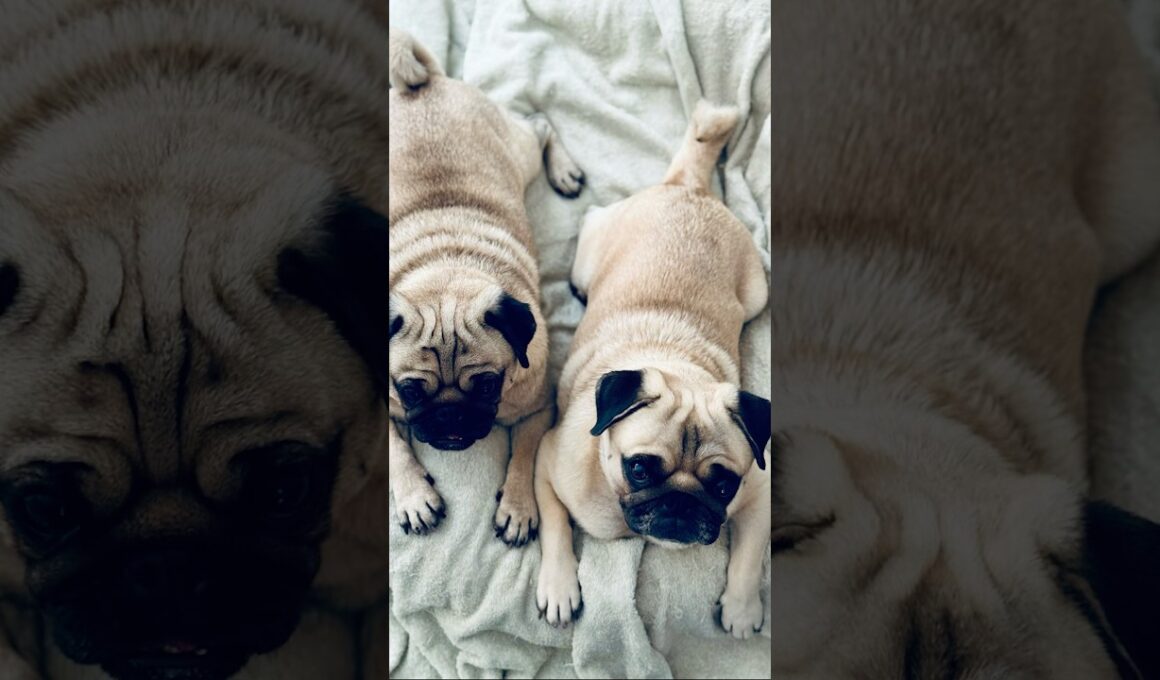 [PUG] スフィンクス (Sphinx) #sphinx