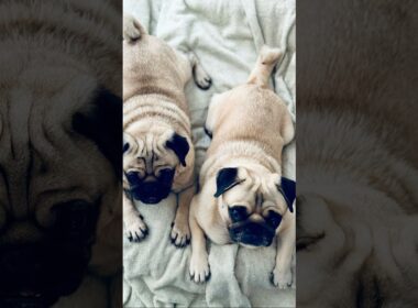 [PUG] スフィンクス (Sphinx) #sphinx