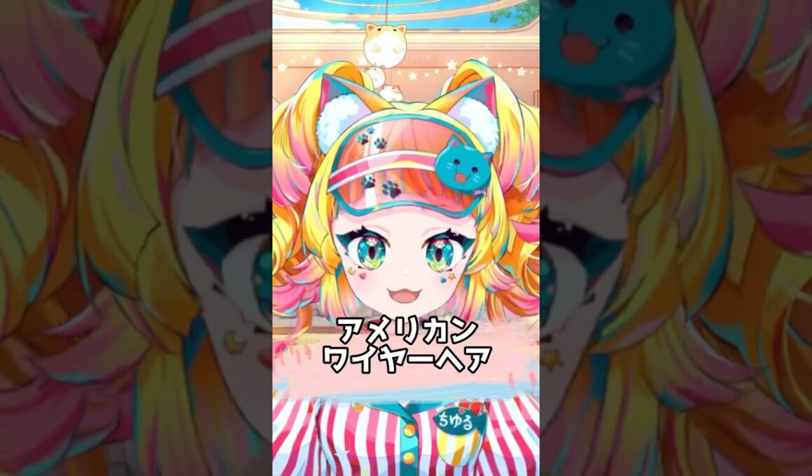 【猫の種類五十音順で紹介】アメリカンワイヤーヘア編 #shorts #japanesevtuber #猫 #アメリカンワイヤーヘア #ななはぴ #猫野ちゆる #解説