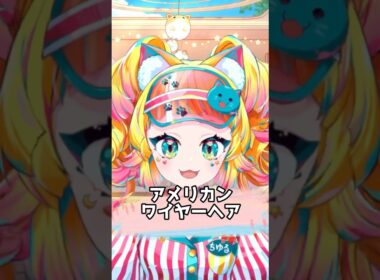 【猫の種類五十音順で紹介】アメリカンワイヤーヘア編 #shorts #japanesevtuber #猫 #アメリカンワイヤーヘア #ななはぴ #猫野ちゆる #解説