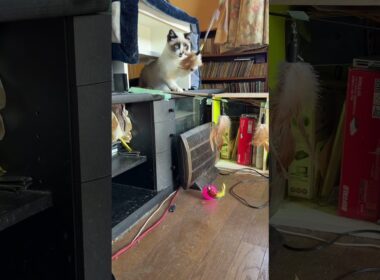 シャムの子ねこパンダくん、AVラックの所から、ネコジャラシ