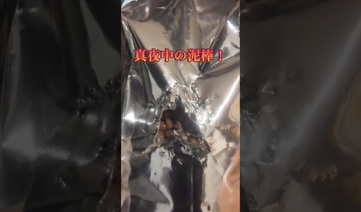 真夜中の泥棒！#猫 #cat #巨大食道症 #猫のいる暮らし #バーマン