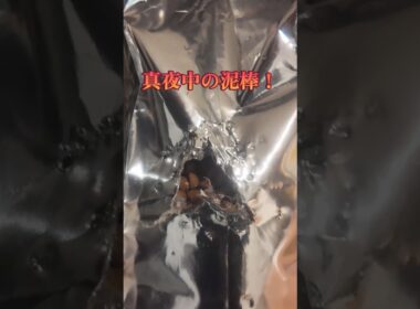 真夜中の泥棒！#猫 #cat #巨大食道症 #猫のいる暮らし #バーマン