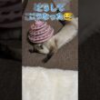 どうしてこうなった😂 #cat #catshorts #シャム猫 #しゃむねこ #猫のいる暮らし