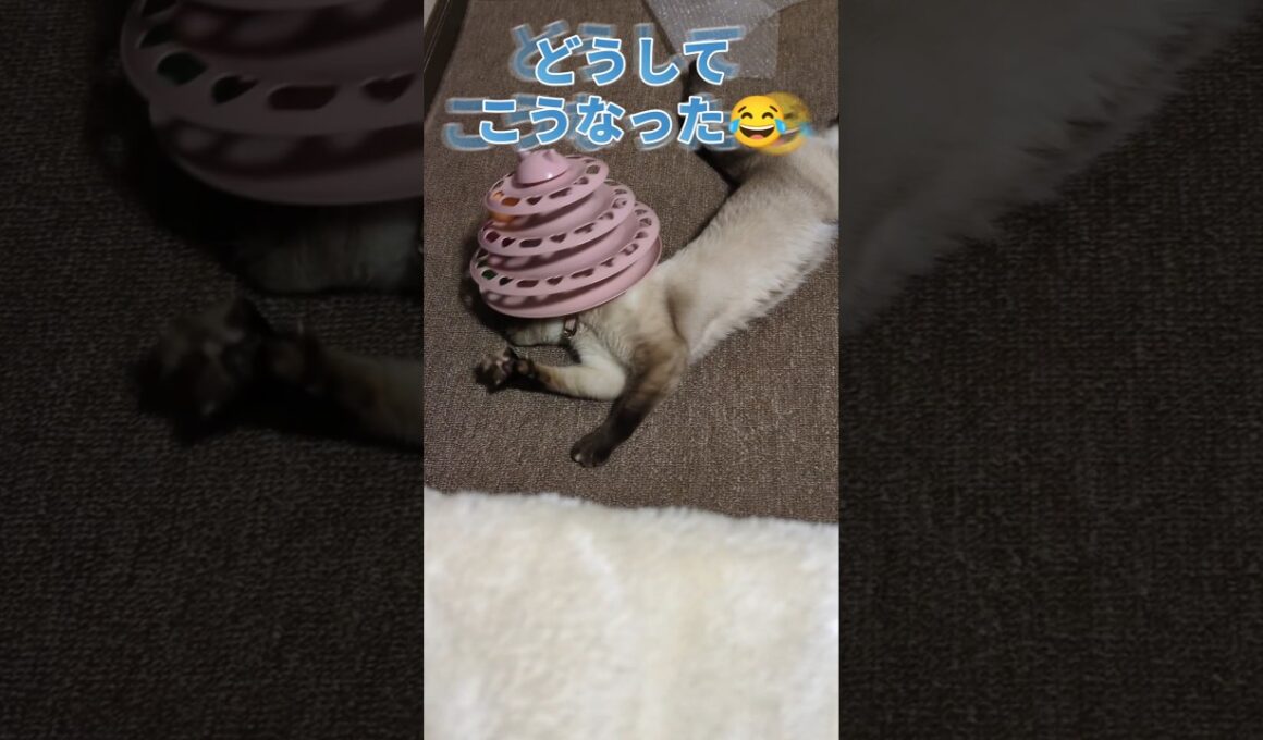 どうしてこうなった😂 #cat #catshorts #シャム猫 #しゃむねこ #猫のいる暮らし