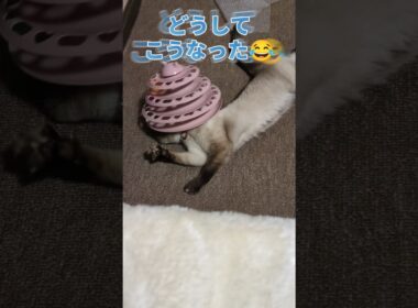 どうしてこうなった😂 #cat #catshorts #シャム猫 #しゃむねこ #猫のいる暮らし