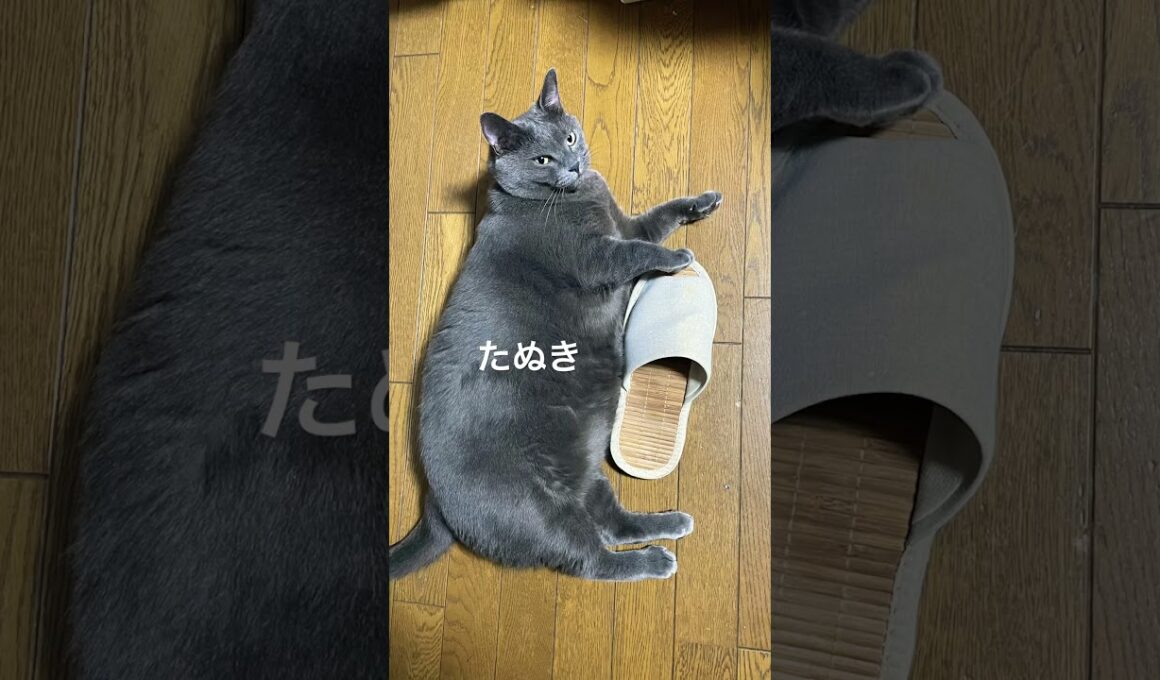 わがままボディ#たぬき猫 #cat #猫 #ねこ #シャルトリュー #猫のいる暮らし #でぶねこ