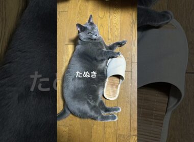 わがままボディ#たぬき猫 #cat #猫 #ねこ #シャルトリュー #猫のいる暮らし #でぶねこ