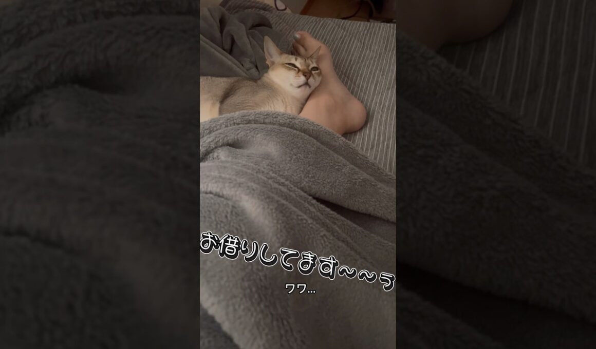 足動かせなくて終わった#シンガプーラ #猫のいる暮らし #猫好きさんと繋がりたい