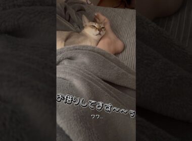 足動かせなくて終わった#シンガプーラ #猫のいる暮らし #猫好きさんと繋がりたい