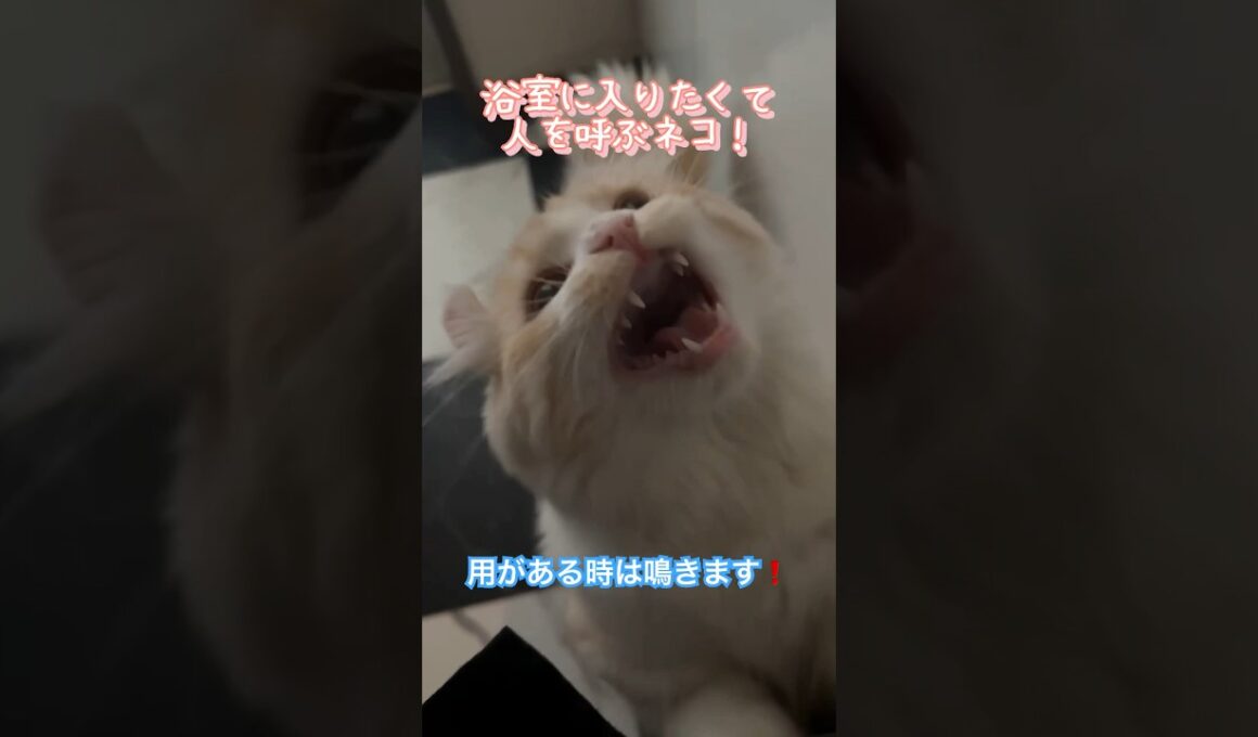 【キンカロー】何か用事があるときは、鳴いて人を呼ぶネコ！【マンチカール】#猫 #キンカロー