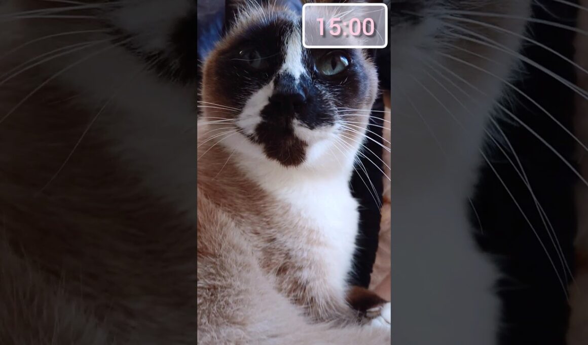 15時までのシャム猫さん🐾 #猫 #ねこ #cat #Shorts