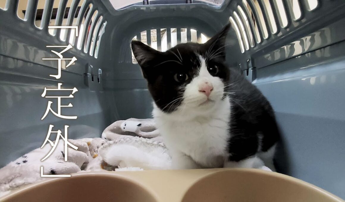 予定外に捕獲器に入った子猫。大人しくて可愛い子だった。【保護猫 子猫】