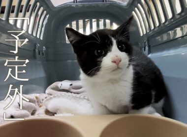 予定外に捕獲器に入った子猫。大人しくて可愛い子だった。【保護猫 子猫】