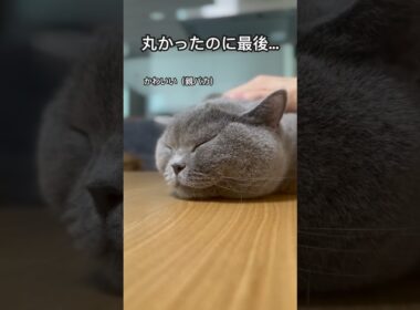 フォルムチェンジする猫#britishshorthair #cat #catcute #ブリティッシュショートヘア #cuteanimal #まんまる