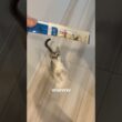 チュールをみた途端興奮する子猫#cat #猫のいる暮らし #好きな子猫 #猫のいる生活 #子ネコ #投薬ルーティン