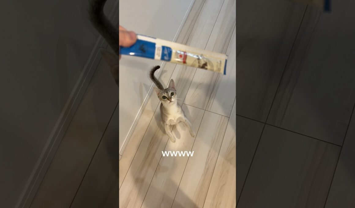 チュールをみた途端興奮する子猫#cat #猫のいる暮らし #好きな子猫 #猫のいる生活 #子ネコ #投薬ルーティン