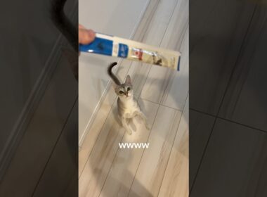 チュールをみた途端興奮する子猫#cat #猫のいる暮らし #好きな子猫 #猫のいる生活 #子ネコ #投薬ルーティン