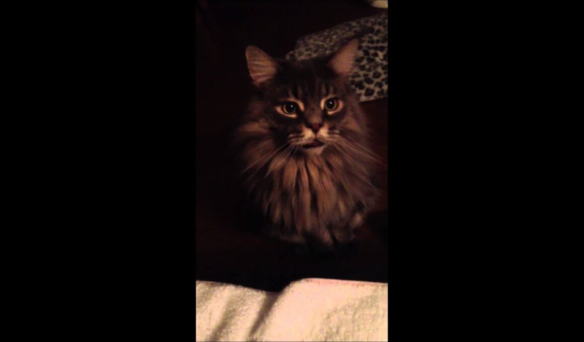 あまり聞けないメインクーンの鳴き声