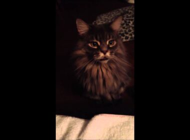 あまり聞けないメインクーンの鳴き声