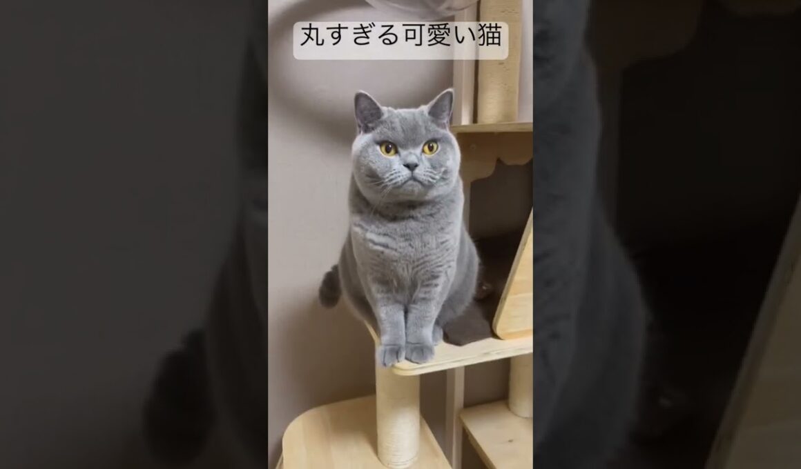 丸すぎる可愛い猫 #cutecat #かわいい #britishshorthair #cat #ブリティッシュショートヘア #猫 #ねこ #癒し #癒し動画 #癒し猫