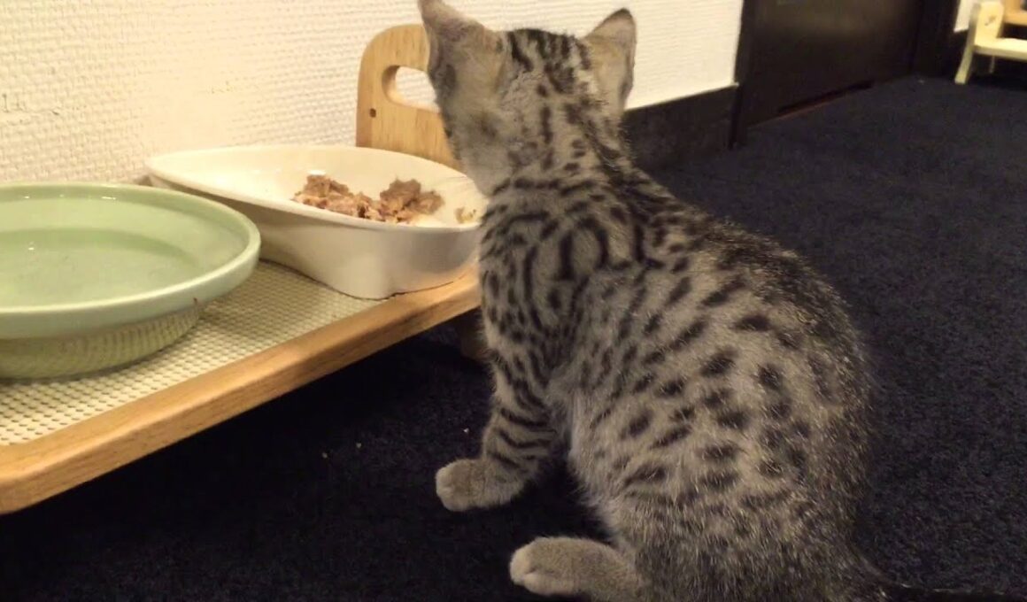 エジプシャンマウ 子猫 兄妹の朝の日課