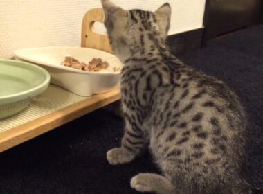 エジプシャンマウ 子猫 兄妹の朝の日課