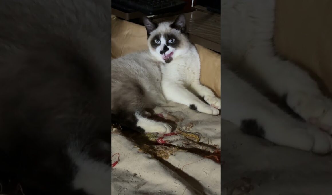 夜、シャムの子ねこパンダくん、布団に来て、グルーミング