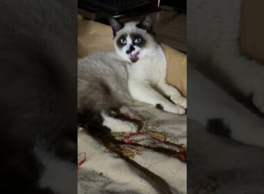 夜、シャムの子ねこパンダくん、布団に来て、グルーミング