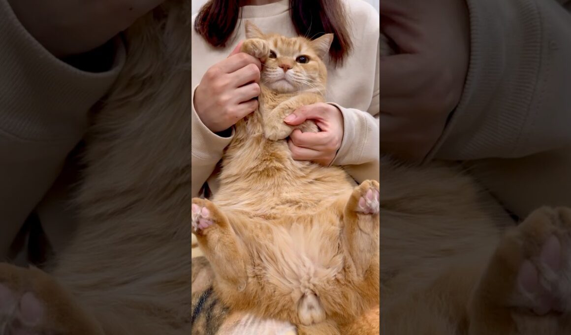 レゼダンス踊らせてみた！【IRIS OUT】