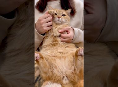 レゼダンス踊らせてみた！【IRIS OUT】