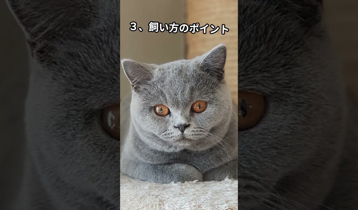 ブリティッシュショートヘアの秘密4選！ #youtubeshorts #猫のいる暮らし #ねことの暮らし