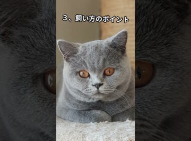 ブリティッシュショートヘアの秘密4選！ #youtubeshorts #猫のいる暮らし #ねことの暮らし