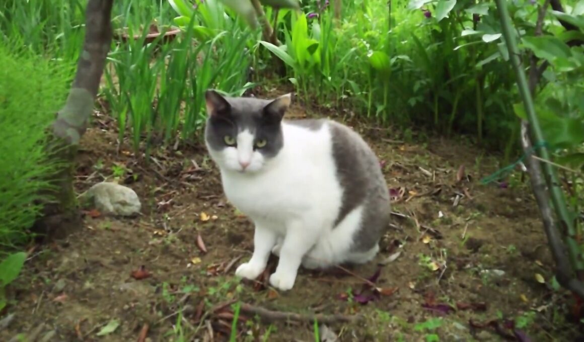 [Japanese Bobtail]　ジャパニーズボブテイル