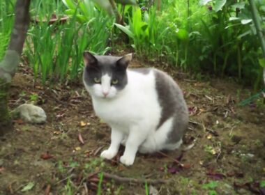 [Japanese Bobtail]　ジャパニーズボブテイル