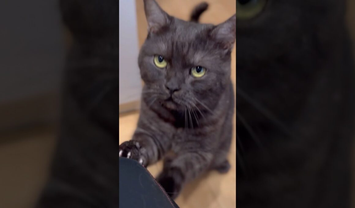 黒猫、ごはんをおねだりする。#shorts #マンチカン