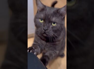 黒猫、ごはんをおねだりする。#shorts #マンチカン