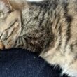 【保護猫】真夏に保護した子猫と一緒に寝るようになりましたが安眠はできません