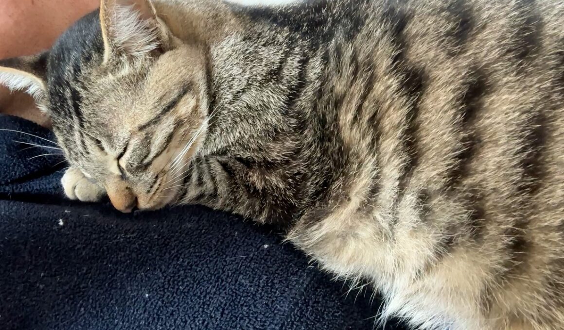 【保護猫】真夏に保護した子猫と一緒に寝るようになりましたが安眠はできません