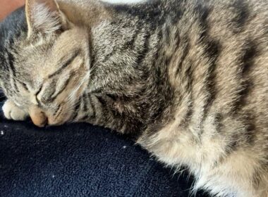 【保護猫】真夏に保護した子猫と一緒に寝るようになりましたが安眠はできません