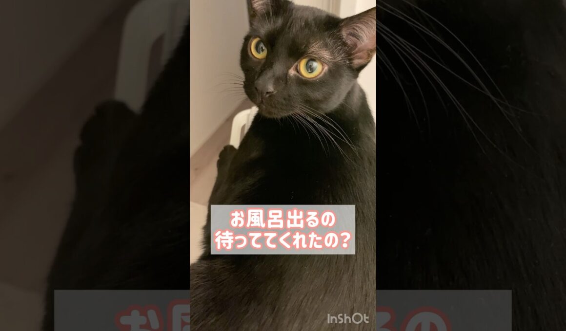 出待ち黒猫ボンベイ　#子猫 #cat #bombay #かわいい #癒やし #ねこ動画 #ねこ #猫 #ねこのいる暮らし #ねこのいる生活 #甘えん坊