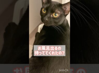 出待ち黒猫ボンベイ　#子猫 #cat #bombay #かわいい #癒やし #ねこ動画 #ねこ #猫 #ねこのいる暮らし #ねこのいる生活 #甘えん坊