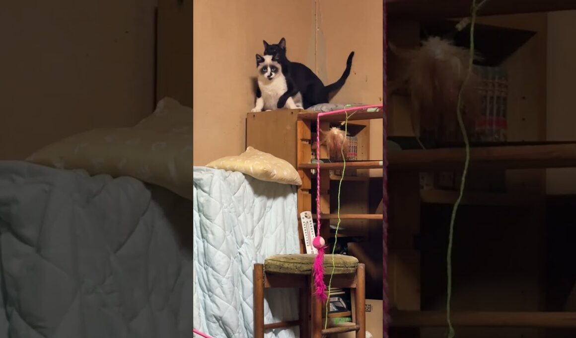 子ネコ２匹。黒猫の黒夢、シャムのパンダに、背後から、いじりまくる